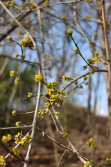 Cornelian cherry dogwood yellow flowers and blossoms on branch on selective focus. Cornus mas. Early springtime flowers