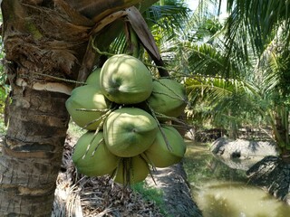 a group of coconut on tree