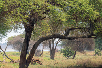 Tree landscape in Africa