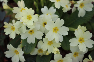 Yellow Primrose flowers in the garden. Primula vulgaris 