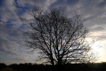 Fototapeta na wymiar Blattloser Baum im Gegenlicht auf einem Hügel 