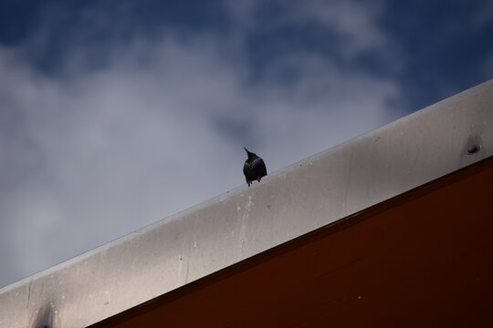 Uccello nero, gracchio e nuvole
