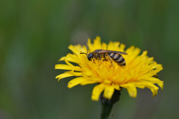 Bee collecting pollen on a yellow dandelion