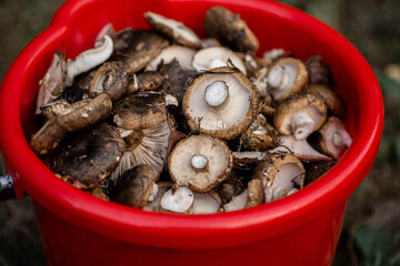 Red bucket full of mushrooms. Picking mushrooms in the forest in autumn. Ugly Milk-cap or Lactarius turpis mushroom in the autumn forest. Top view.
