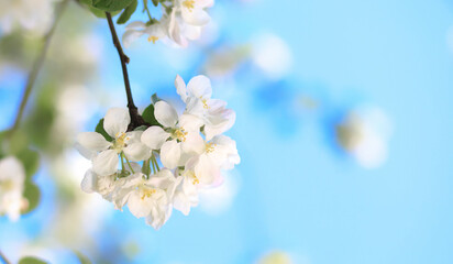 blossom in spring nature background