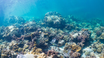 Naklejka na ściany i meble Underwater coral reef on the sea , background sea the underwater
