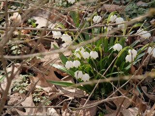 snowdrops in the forest
