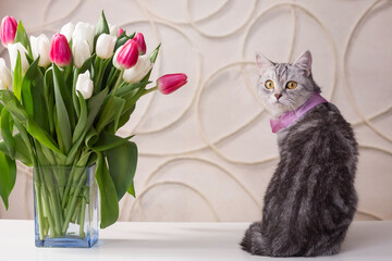 gray british cat with a bouquet of tulips on a light background.