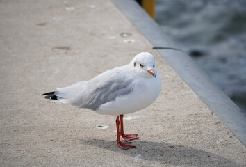 Am Hafen in Wismar