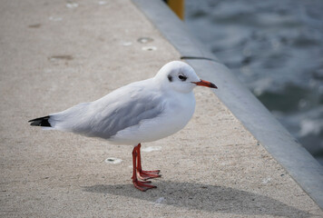 Am Hafen in Wismar