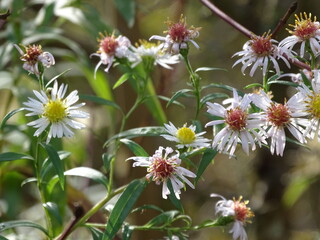 white little flowers in the forest