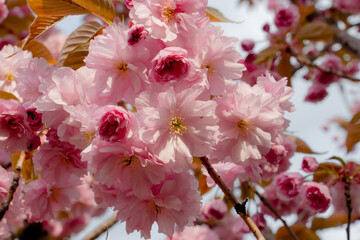 sakura - beautiful red, pink spring bush in the meadow, floral background of delicate flowers