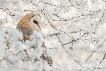 Barn owl wrapped by blackthorn's flowers (Tyto alba)