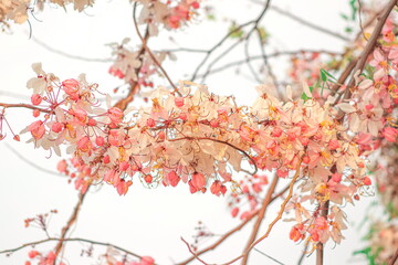 Pink flowers of Wishing Tree, Pink Shower, Pink cassia, Pink and White Shower Tree (Cassia Bakeriana) are blooming on the branch of tree in spring season