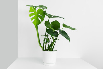 A beautiful monstera flower in a modern pot stands on a table against a white and gray wall. The concept of minimalism.