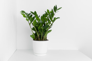 A beautiful zamiokulkas flower in a modern pot stands on a wooden table against a white wall.