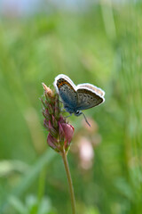 Common blue butterfly on a pink flower closed wings