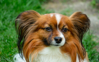 beautiful dog of breed papillon, color - red-brown-white, portrait