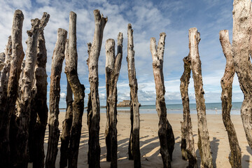 Big breakwater, 3000 trunks to defend the city from the tides, Plage de l'Éventail beach in Saint-Malo, Ille-et-Vilaine, Brittany,