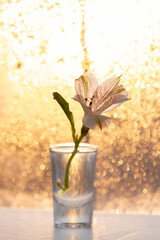 White alstroemeria flower in a glass against the background of a wet window