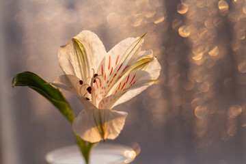 Spring flower on bokeh background. Alstroemeria.