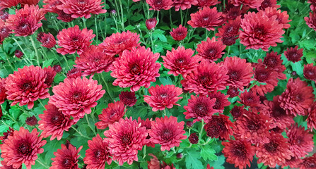Сrimson chrysanthemum flowers growing in garden