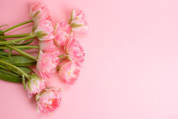 bouquet of pink tulips on a pink background