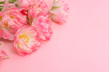 Fototapeta na wymiar bouquet of pink tulips on a pink background
