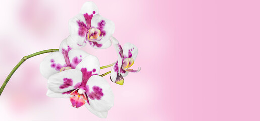 Fototapeta na wymiar Floral border with white purple phalaenopsis, orchid flowers close up on pink gradient background. Banner or greeting card with delicate exotic tropical flower and space for text