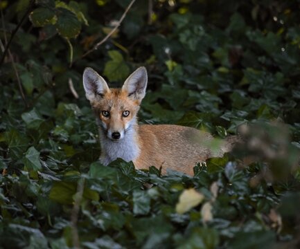 Portrait Of Fox Cub In Ivy