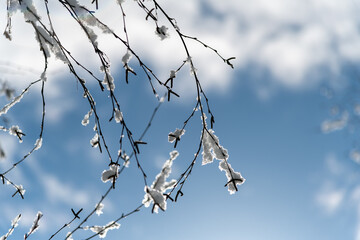 Obraz premium Fresh snow on trees in cold spring morning.