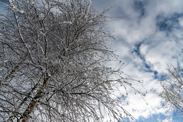Fototapeta na wymiar Fresh snow on trees in cold spring morning.