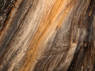 Obraz premium old wood texture