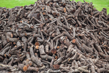 Holm oak firewood obtained from pruning