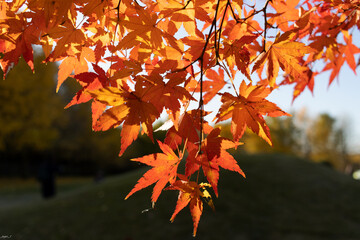 紅葉