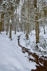 Fototapeta na wymiar frosty winter landscape in snowy pine forest.