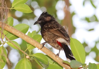 bird on a branch