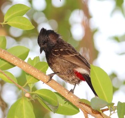 a bulbul birds on a tree in a garden.