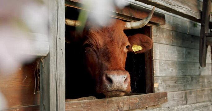 A closeup of a brown cow looking out of a wooden barn window in the countryside shot in 4K