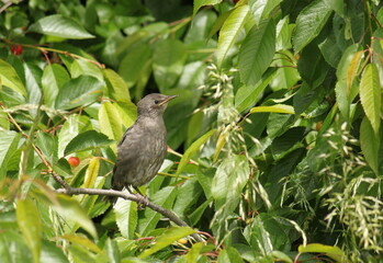 
young bird Turdus merula sitting on a tree branch with cherries
