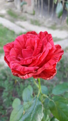Obraz premium flower