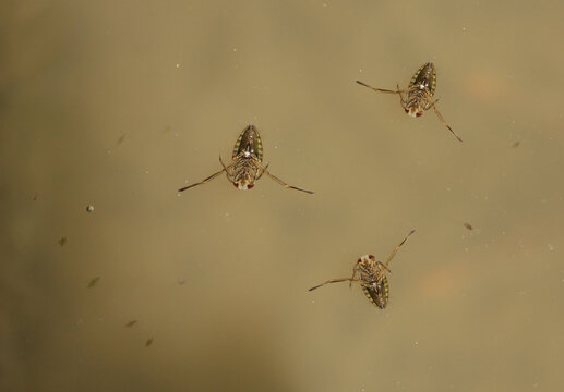 Notonecta glauca. Close-up of an aquatic insect in the water in the water.