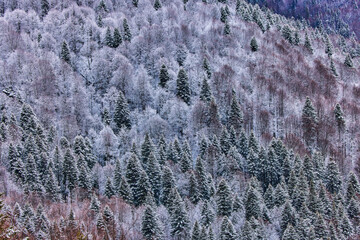 Beautiful winter landscape in the mountains, Bucegi Mountains Romania.