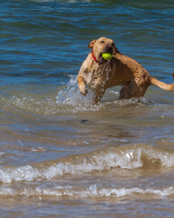 dog playing in the sea