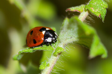 The seven-spot ladybird (lat. Coccinella septempunctata), of the family Coccinellidae.