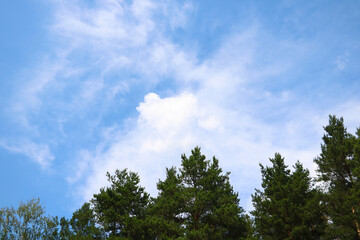 Fototapeta premium The tops of green large trees against the blue sky.
