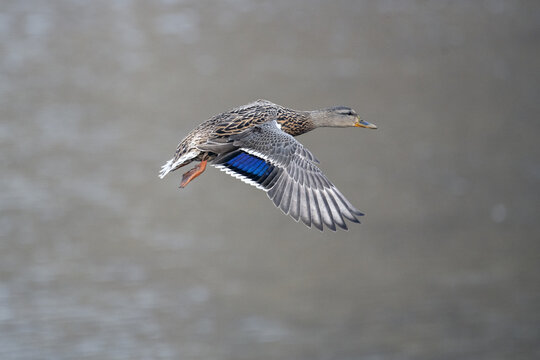 Shot of a mallard duck flying over a lake