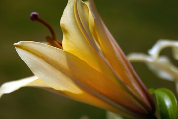 Blooming bud of yellow lily in the garden.