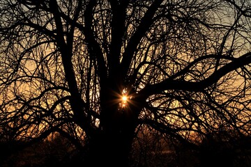 Sunset with a tree silhouette north of Hutchinson Kansas USA out in the country.