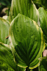 Green young leaves of tropical plants. Background.